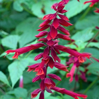 Salvia splendens 'Van Houttei' 