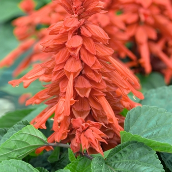 Salvia splendens 'Picante Scarlet'