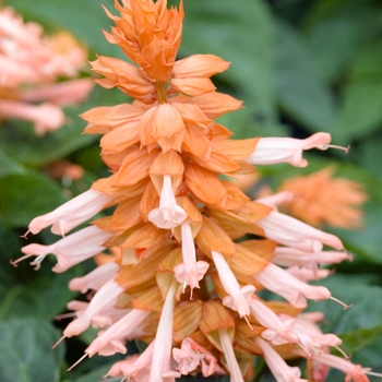 Salvia splendens 'Picante Salmon'