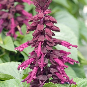 Salvia splendens Picante™ 'Purple'