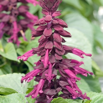 Salvia splendens 'Purple' 