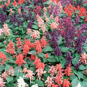 Salvia splendens 