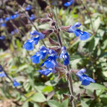 Salvia sinaloensis