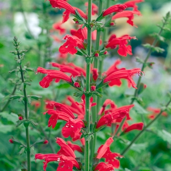 Salvia roemeriana 'Hot Trumpets'