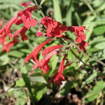 Salvia roemeriana 