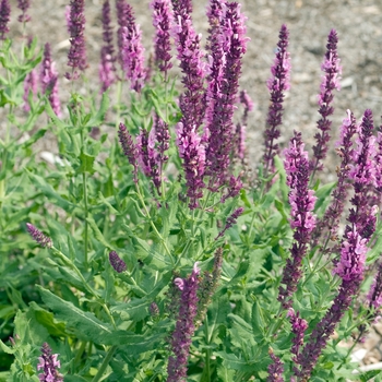 Salvia 'Raspberry Delight'