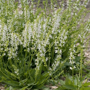 Salvia pratensis 'Swan Lake' 