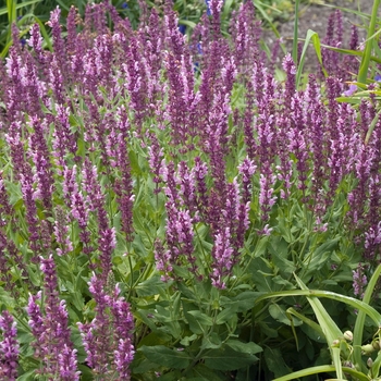 Salvia x sylvestris 'Lapis Lazuli' 