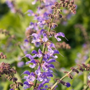 Salvia pratensis 'Indigo' 