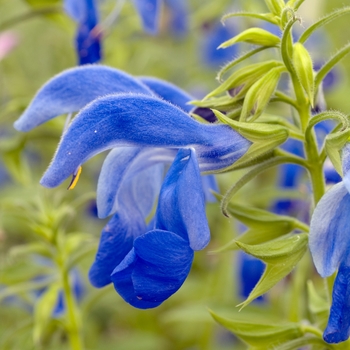 Salvia patens 'Patio Dark Blue' 