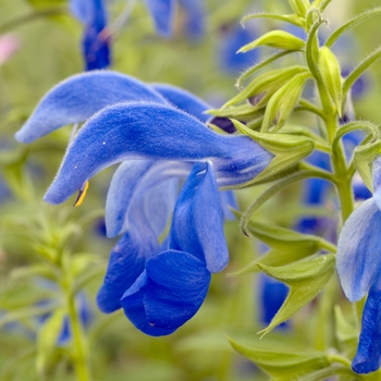 Salvia patens 'Patio Dark Blue'