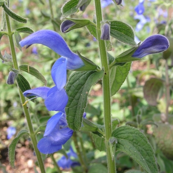 Salvia patens 'Blue Angel'