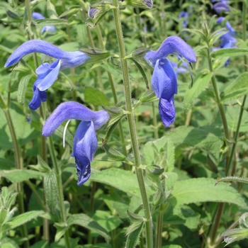 Salvia patens 'Blue Angel' 