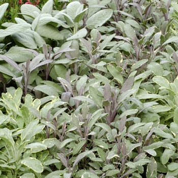 Salvia officinalis 'Multiple Varieties' 