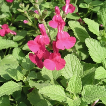 Salvia microphylla 'San Carlos Festival' 