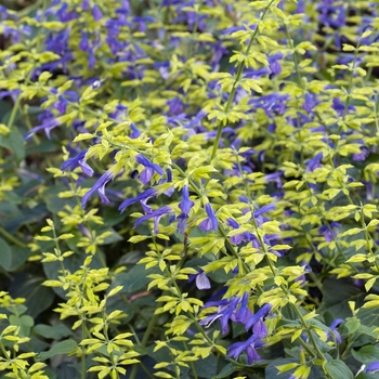 Salvia mexicana 'Tula'