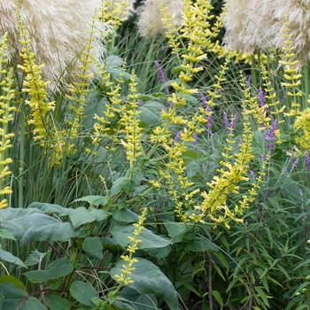 Salvia madrensis 'Redneck Girl'