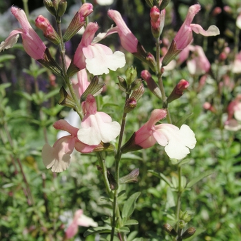 Salvia x jamensis 'Sierra de San Antonio'