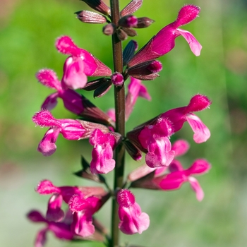 Salvia involucrata 'Mulberry Jam'