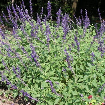 Salvia 'Indigo Spires'