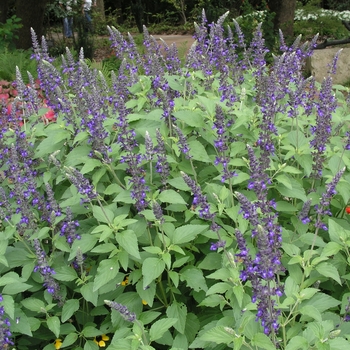 Salvia 'Indigo Spires' 