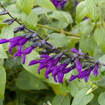 Salvia guaranitica 'Purple Majesty'