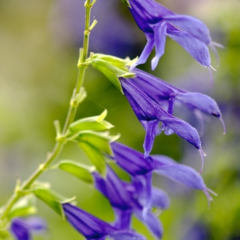 Salvia guaranitica 