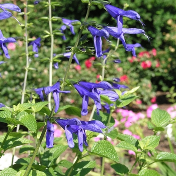 Salvia guaranitica