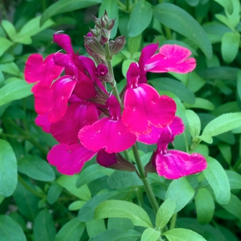 Salvia greggii 'Stampede Cherry' 