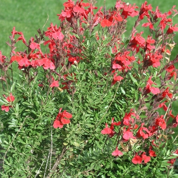 Salvia greggii 'Furman's Red'