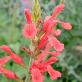 Salvia darcyi