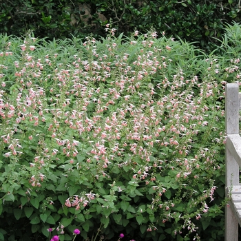 Salvia coccinea 'Coral Nymph' 