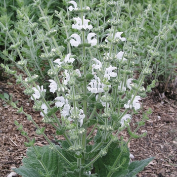 Salvia argentea 