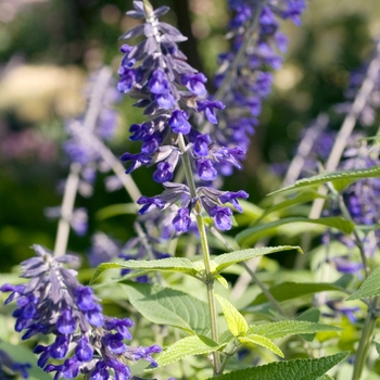 Salvia 'Anthony Parker' 