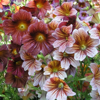 Salpiglossis sinuata 'Splash' 