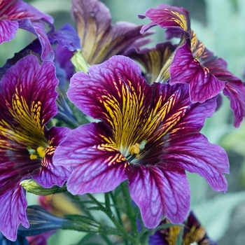 Salpiglossis sinuata 'Royale Blue Purple Bicolor'