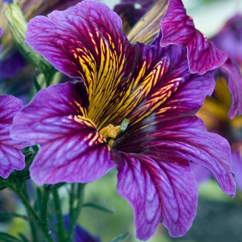 Salpiglossis sinuata 'Royale Blue Purple Bicolor' 