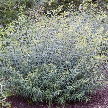 Salix purpurea 'Nana'