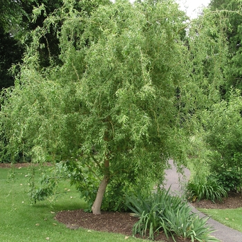 Salix matsudana 'Tortuosa'