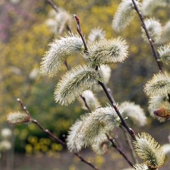 Salix chaenomeloides