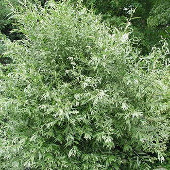 Salix alba 'Sericea' 
