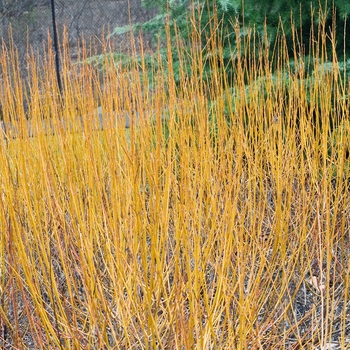 Salix alba 'Flame' 