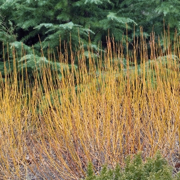 Salix alba 'Flame'