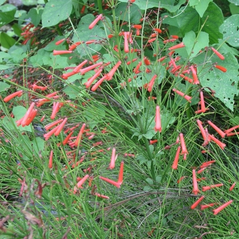 Russelia equisetiformis '' (018504)