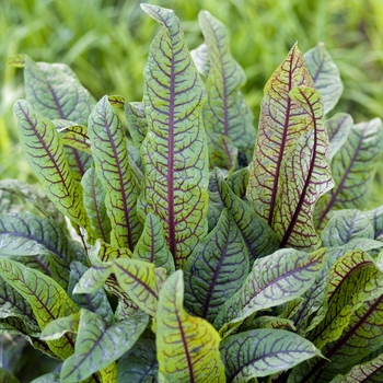 Rumex sanguineus 