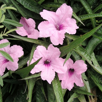 Ruellia brittoniana 'Bonita'