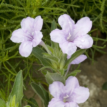 Ruellia humilis