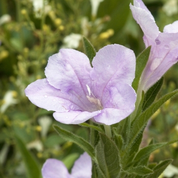 Ruellia humilis 