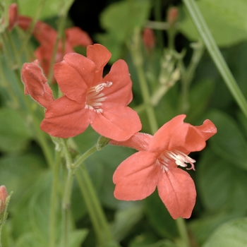 Ruellia coccinea 