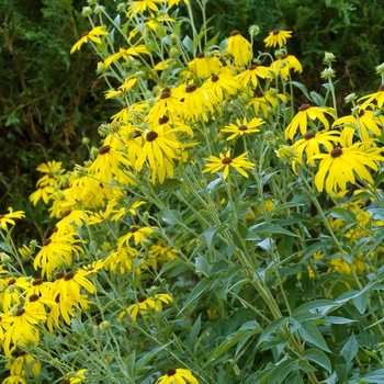 Rudbeckia subtomentosa